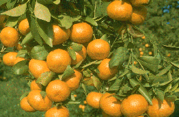 '美丽'橘Citrus reticulata 'Beauty'